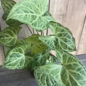 Syngonium Batik Live Plant – 4 inch Pot – Potted Houseplant – Indoor - Image 6