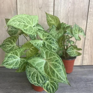 Syngonium Batik Live Plant – 4 inch Pot – Potted Houseplant – Indoor - Image 8