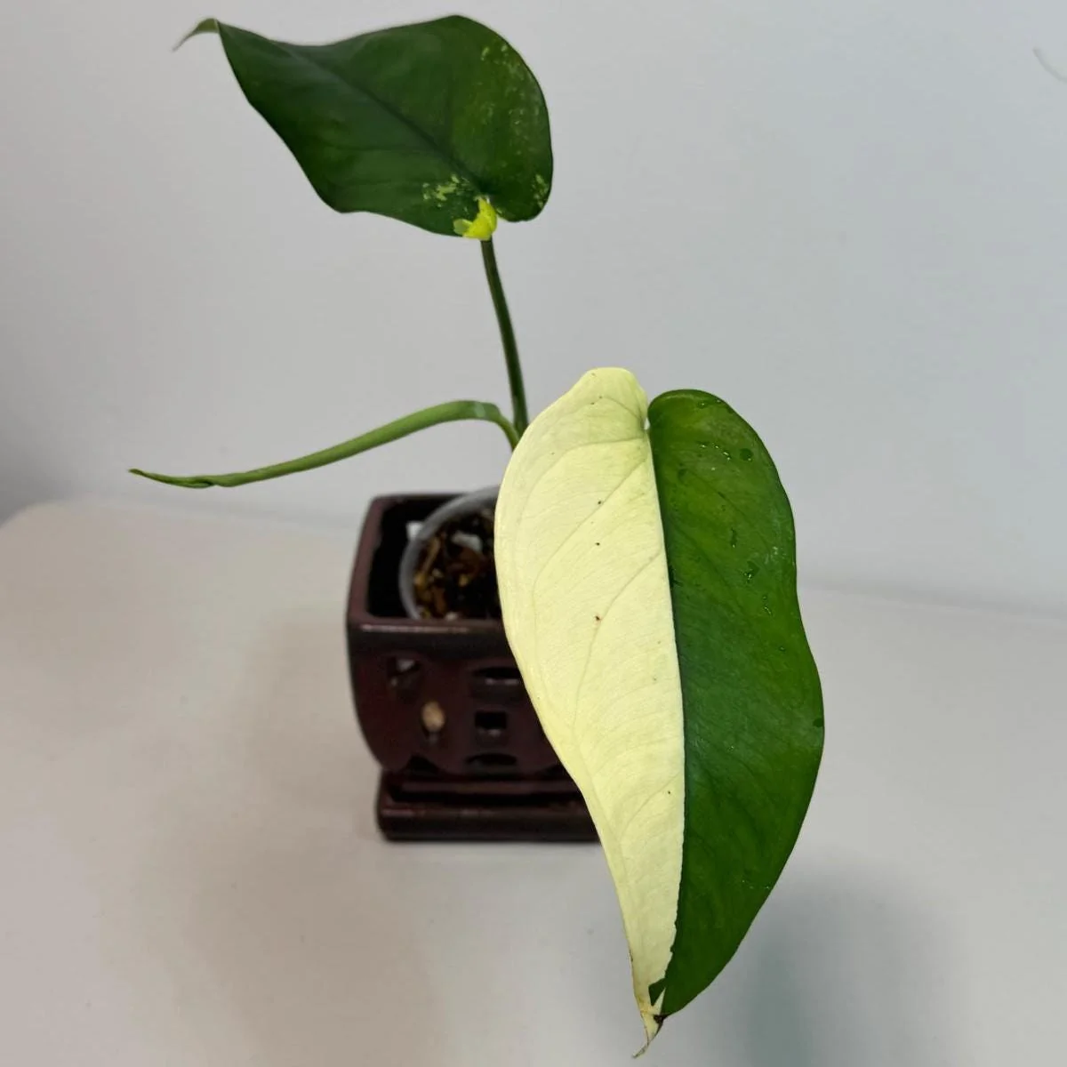 Syngonium Chiapense Albo Variegated Live Plant - Rare Aroid Houseplant - Image 2