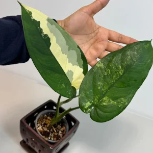 Syngonium Chiapense Albo Variegated Live Plant - Rare Indoor Aroid - Image 2