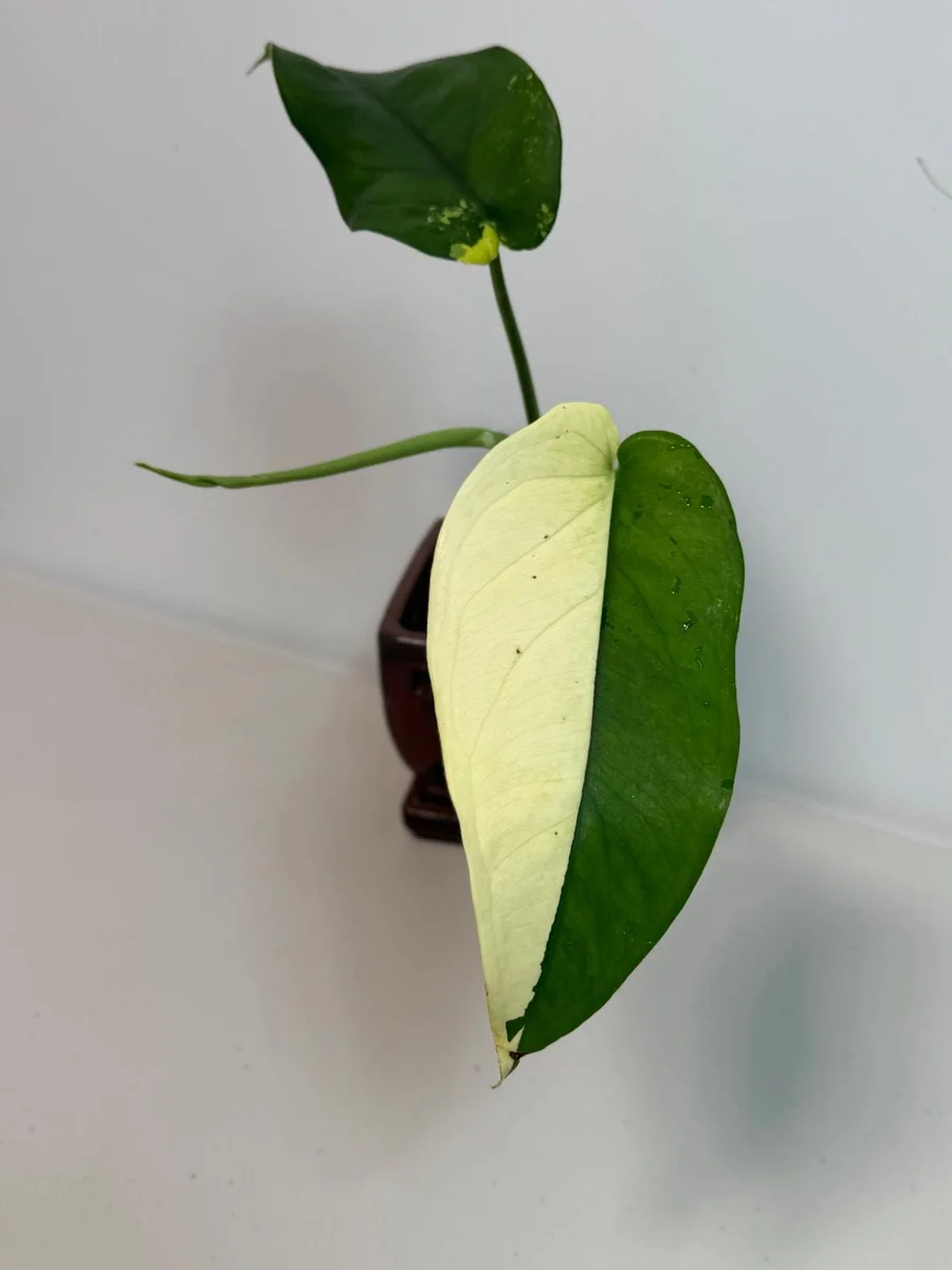 Syngonium Chiapense Albo Variegated Live Plant - Rare Aroid Houseplant - Image 3