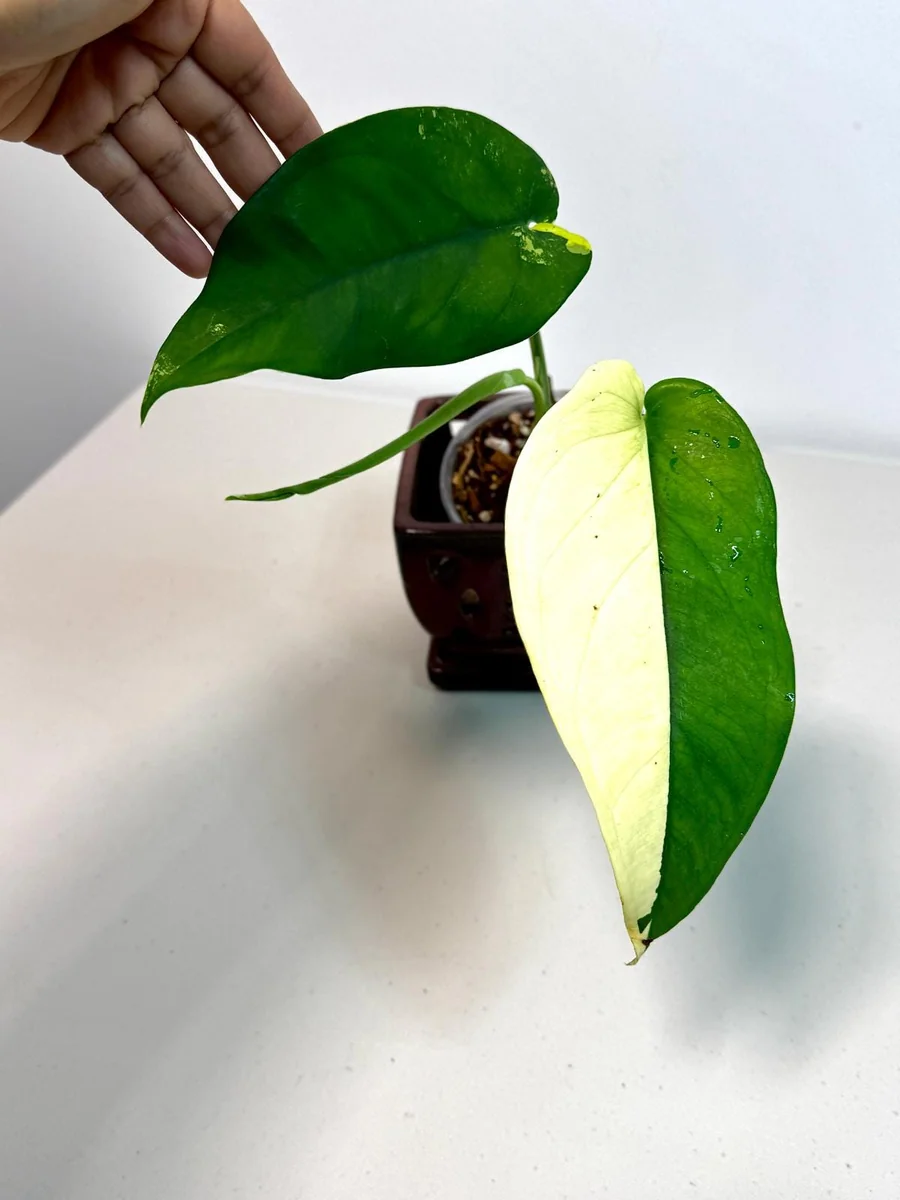 Syngonium Chiapense Albo Variegated Live Plant - Rare Aroid Houseplant - Image 4