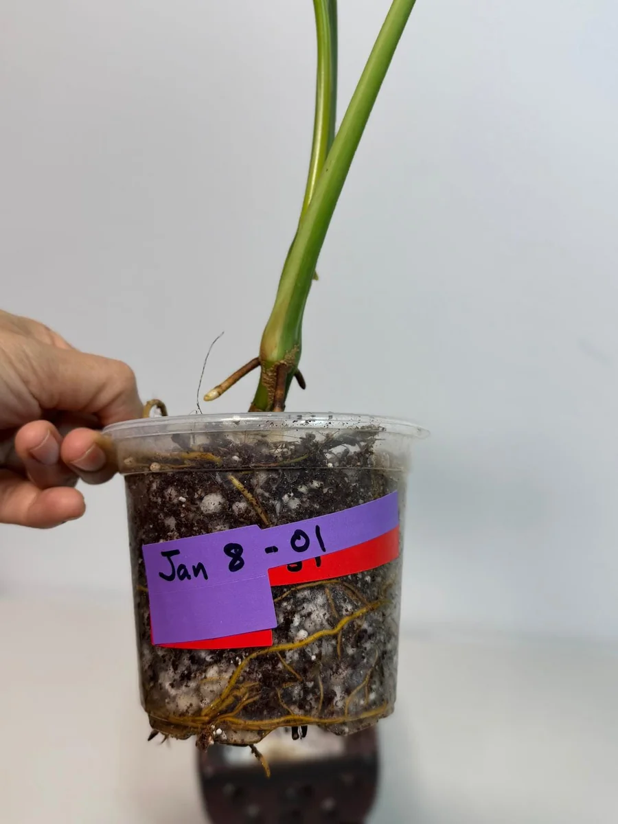 Syngonium Chiapense Albo Variegated Live Plant - Rare Aroid Houseplant - Image 5