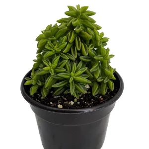 Taco Leaf Peperomia Live Plant - Peperomia axilaris - Easy Succulent Houseplant - 2.5" Pot - Image 2