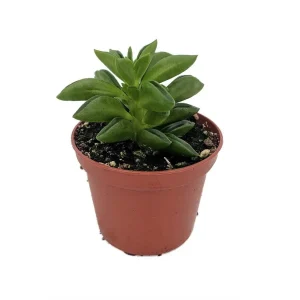 Taco Leaf Peperomia Live Plant - Peperomia axilaris - Easy Succulent Houseplant - 2.5" Pot - Image 1