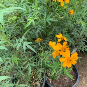Tagetes Lemonii Mexican Bush Marigold Live Plant – 1 Gallon Pot – Outdoor - Image 3