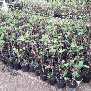 Taiwan Ruby Seedless Guava Live Plant – 1-2 ft Tall Tree – Ships in 6 inch Pot - Image 2