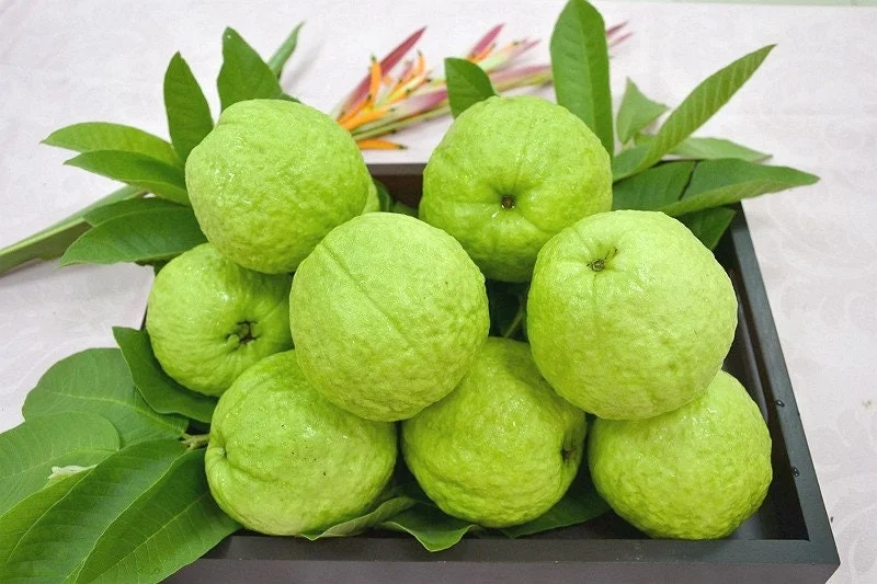 Taiwanese Guava Live Plant - Crunchy Sweet Fruit Tree - 1 to 2 Feet Tall in 6 Inch Pot - Image 1
