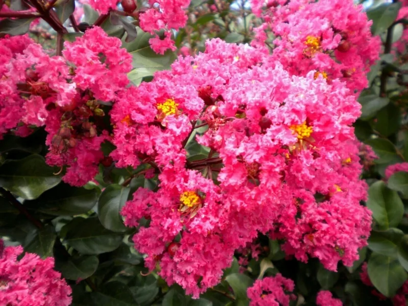 Takane Ruby Pink Buckwheat Flower Seeds - 50 Seeds - Annual Cover Crop - Image 2