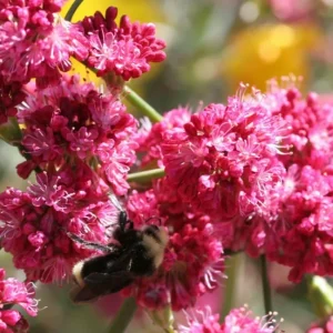 Takane Ruby Pink Buckwheat Flower Seeds - 50 Seeds - Annual Cover Crop - Image 1
