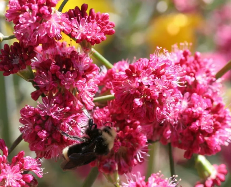 Takane Ruby Pink Buckwheat Flower Seeds - 50 Seeds - Annual Cover Crop - Image 1