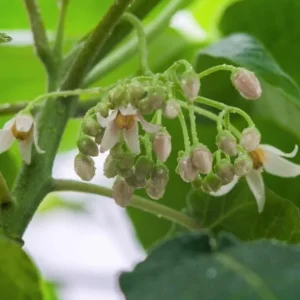 Tamarillo Live Plant - Tree Tomato (Solanum betaceum) 4-8