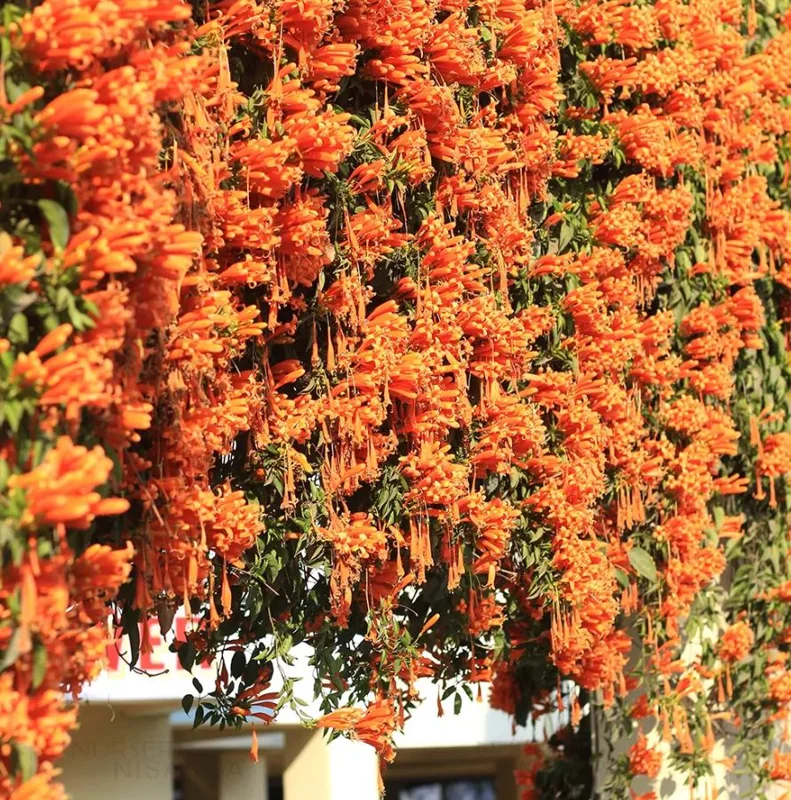 Tangerine Beauty Crossvine Live Plant – 2-Pack, 4-6" Tall, Orange-Red Flowers, Vigorous Climber - Image 10