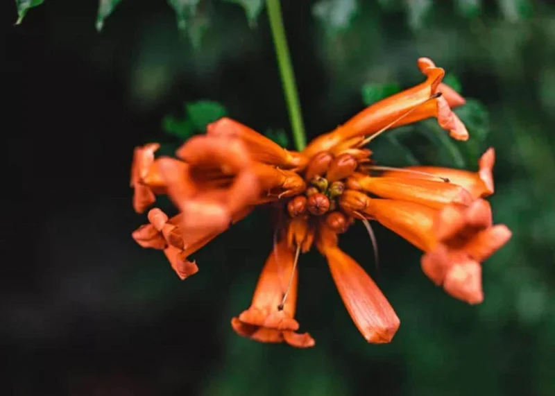 Tangerine Beauty Crossvine Live Plant – 2-Pack, 4-6" Tall, Orange-Red Flowers, Vigorous Climber - Image 2