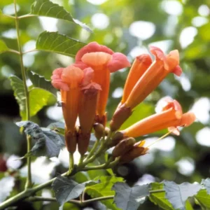 Tangerine Beauty Crossvine Live Plant – 2-Pack, 4-6