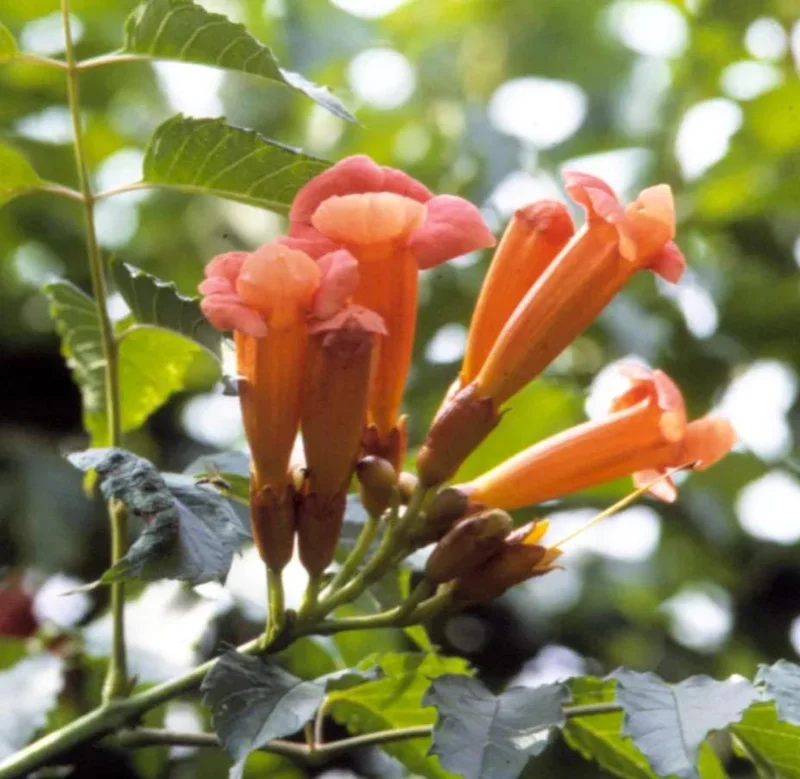 Tangerine Beauty Crossvine Live Plant – 2-Pack, 4-6" Tall, Orange-Red Flowers, Vigorous Climber - Image 3