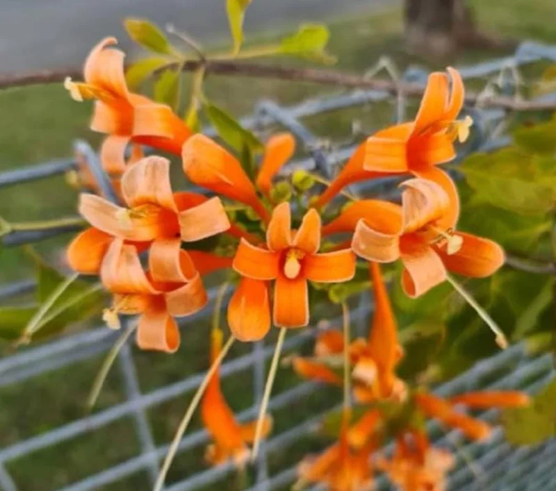 Tangerine Beauty Crossvine Live Plant – 2-Pack, 4-6" Tall, Orange-Red Flowers, Vigorous Climber - Image 4