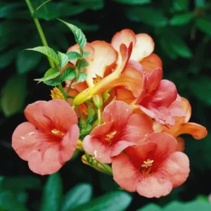Tangerine Beauty Crossvine Live Plant – 2-Pack, 4-6
