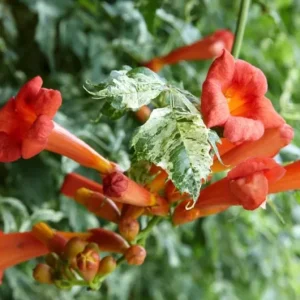 Tangerine Beauty Crossvine Live Plant – 2-Pack, 4-6