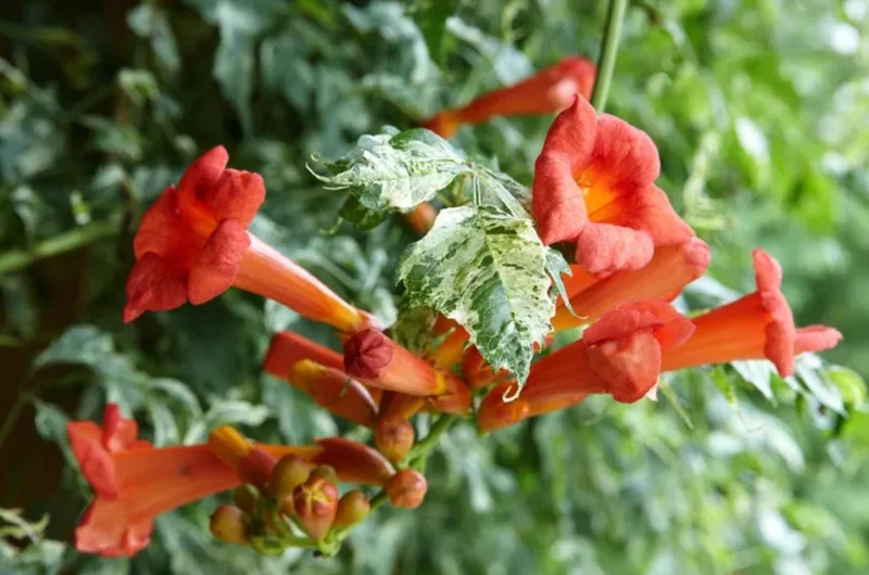 Tangerine Beauty Crossvine Live Plant – 2-Pack, 4-6" Tall, Orange-Red Flowers, Vigorous Climber - Image 7