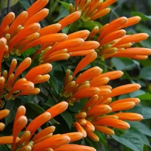 Tangerine Beauty Crossvine Live Plant – 2-Pack, 4-6