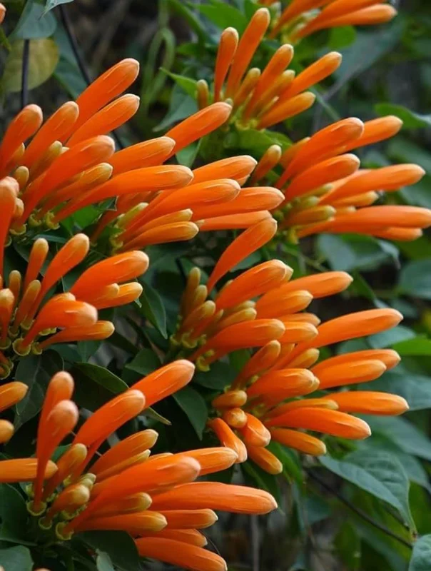 Tangerine Beauty Crossvine Live Plant – 2-Pack, 4-6" Tall, Orange-Red Flowers, Vigorous Climber - Image 8