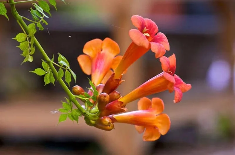 Tangerine Beauty Crossvine Live Plant – 2-Pack, 4-6" Tall, Orange-Red Flowers, Vigorous Climber - Image 1