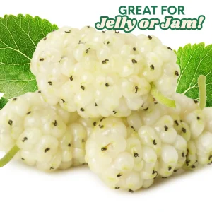 Tartarian Mulberry Trees (2-Pack) - Morus alba tatarica Live Bare Root Plants, 2-3 ft Tall - Image 3