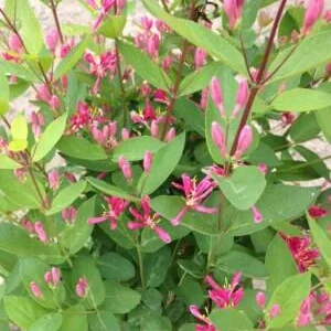 Tatarian Pink Honeysuckle Live Plant - 4'' Pot - Deciduous Shrub - Image 2
