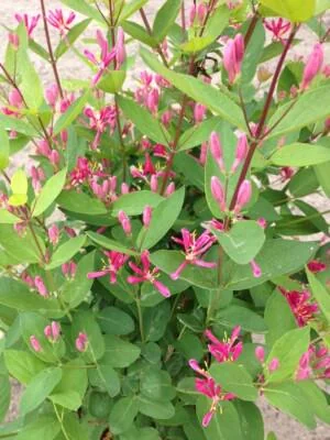 Tatarian Pink Honeysuckle Live Plant - 4'' Pot - Deciduous Shrub - Image 2