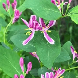 Tatarian Pink Honeysuckle Live Plant - 4'' Pot - Deciduous Shrub - Image 4