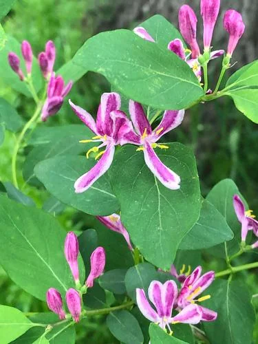 Tatarian Pink Honeysuckle Live Plant - 4'' Pot - Deciduous Shrub - Image 4