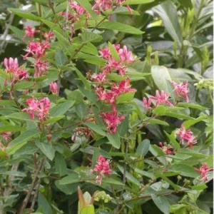 Tatarian Pink Honeysuckle Live Plant - 4'' Pot - Deciduous Shrub - Image 6