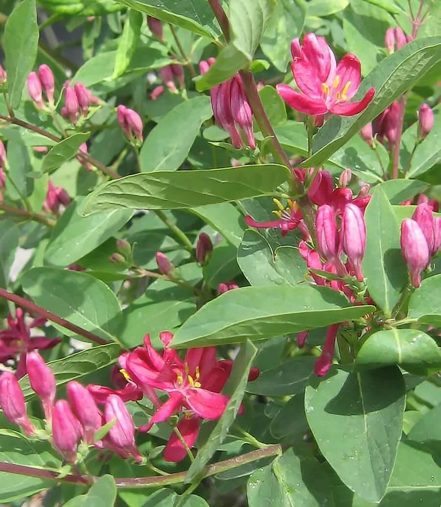 Tatarian Pink Honeysuckle Live Plant - 4'' Pot - Deciduous Shrub - Image 1