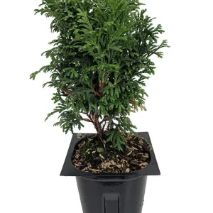 Tater Tot Arborvitae Live Plant - 4" Pot - Dwarf Globe Thuja - Image 2