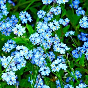 Teal Alyssum Seeds - Sweet Carpet Flower, Very Easy to Grow, Indoor/Outdoor - Image 4
