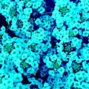 Teal Alyssum Seeds - Sweet Carpet Flower, Very Easy to Grow, Indoor/Outdoor - Image 1