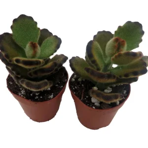Teddy Bear Kalanchoe Live Succulent Plant – 2 Plants, 2-inch Pots – Indoor - Image 2