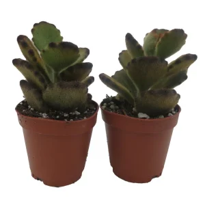 Teddy Bear Kalanchoe Live Succulent Plant – 2 Plants, 2-inch Pots – Indoor - Image 3