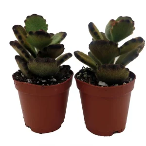 Teddy Bear Kalanchoe Live Succulent Plant – 2 Plants, 2-inch Pots – Indoor - Image 1
