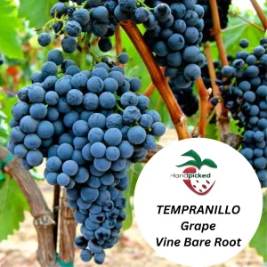Tempranillo Grape Vine – 1 Bare Root Live Plant – Red Wine Variety – Zones 7-12 - Image 2