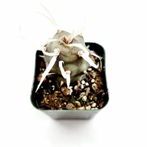 Tephrocactus articulatus 'Paper Spine Cactus' Live Succulent Plant - Image 3