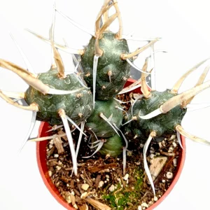Tephrocactus articulatus 'Paper Spine Cactus' Live Succulent Plant - Image 1