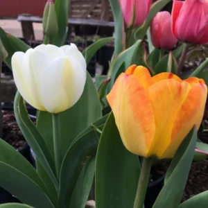 Tequila Sunrise Triumph Tulip Bulbs - Approx. 450 Count Bulk Pack for Outdoor Planting - Image 2