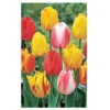 Tequila Sunrise Tulip Bulbs - Darwin Hybrid, Vibrant Mix, 20-22 in Tall, Outdoor - Image 1