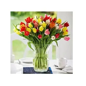 Tequila Sunrise Tulip Bulbs - Darwin Hybrid, Vibrant Mix, 20-22 in Tall, Outdoor - Image 2