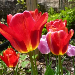 Tequila Sunrise Tulip Bulbs - Darwin Hybrid, Vibrant Mix, 20-22 in Tall, Outdoor - Image 3