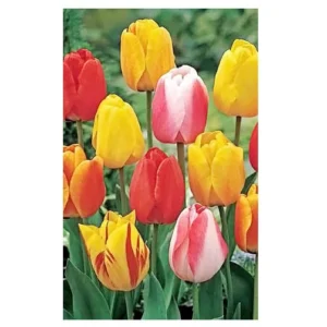 Tequila Sunrise Tulip Bulbs - Darwin Hybrid, Vibrant Mix, 20-22 in Tall, Outdoor - Image 1