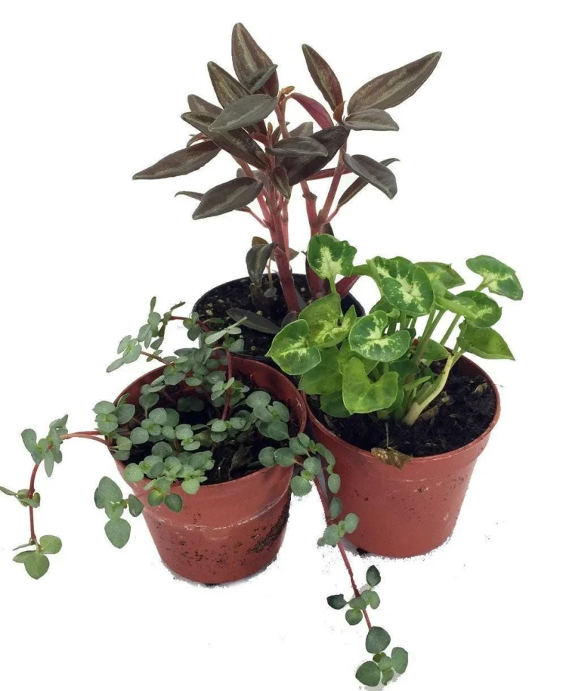 artificial hanging plant Deluxe Artificial Plants Hanging Tradescantia Houseplant- 41"