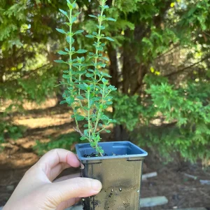 Teucrium Chamaedrys Germander Live Plant – 3 1/4" Pot – Evergreen Shrub - Image 1